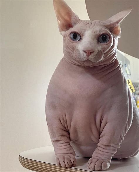 nude cat|The Spynx cat 